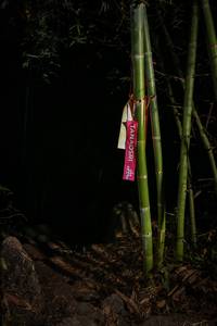 BIB: 
                            <button type="button" onclick="openModal(7008594)" class="btn btn-primary btn-sm float-right btn-popup" data-toggle="modal" data-target=".modal-high-quality">
                        <i class="fas fa-shopping-cart"></i> Add to Cart
                    </button>
                                            <button type="button" onclick="isThisMe(7008594, true)" class="btn btn-success btn-sm float-right btn-popup btn-isme hidden" data-toggle="tooltip" data-placement="bottom" title="นี่คือรูปของคุณใช่ไหม คลิกที่นี่เพื่อเอาเข้าอัลบั้ม">
                        <i class="fas fa-plus"></i> Add to album
                    </button>
                    <button type="button" onclick="isThisMe(7008594, false)" class="btn btn-warning btn-sm float-right btn-popup btn-isnotme hidden">
                        <i class="fas fa-ban"></i> Remove from album
                    </button>